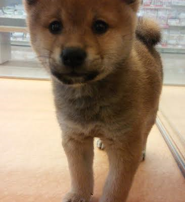 八幡東店の可愛い柴犬です！