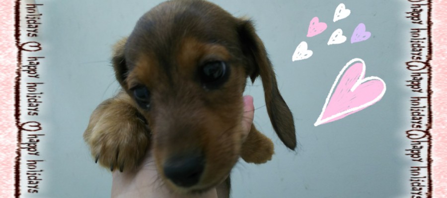 NEW FACE!!~犬♡～