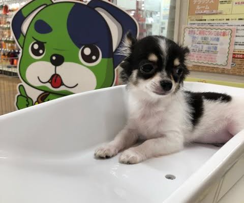 看板犬♪