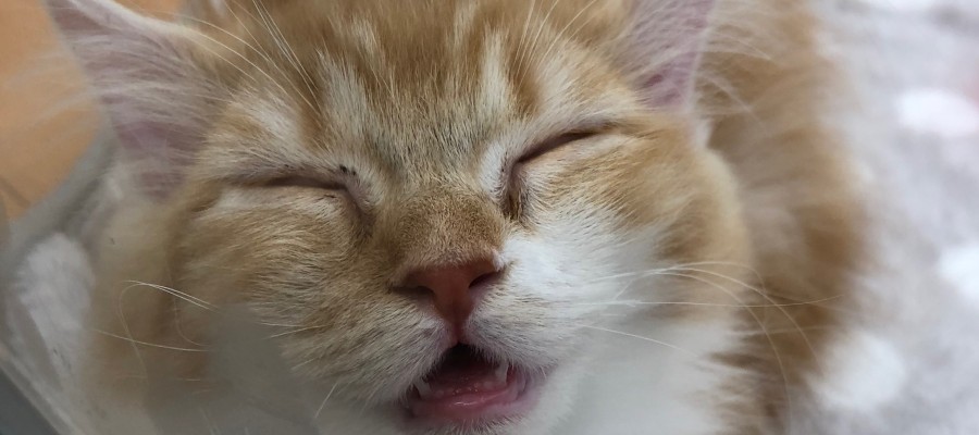 眠いにゃ～(=^・^=)Zzz