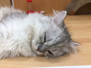 猫ちゃんズ♡寝顔