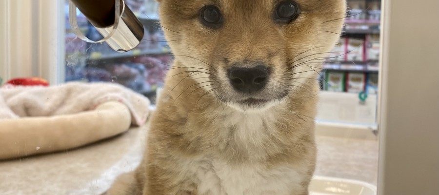 柴犬の女の子!!モフモフ可愛い靴下はいてます!!