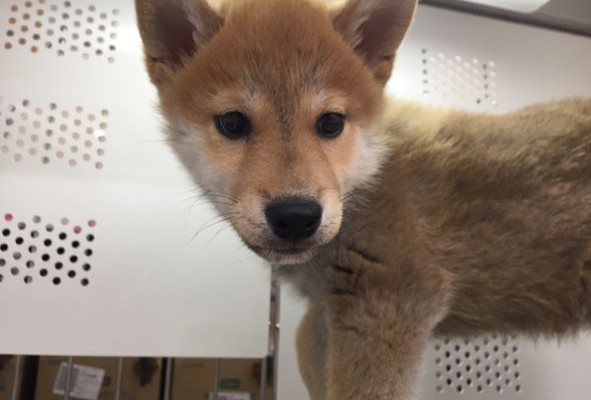 小さいけど元気な柴犬ちゃん！