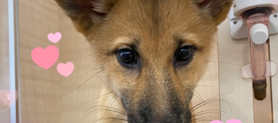 ミックス犬です