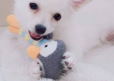 美人チワワちゃん
