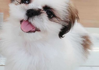 シーくん