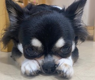 かわいいでしょ