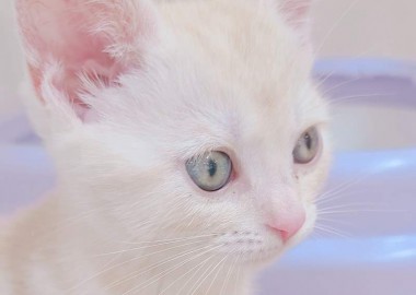 可愛いアメちゃん