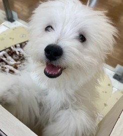 二足歩行