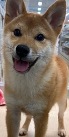ご機嫌！