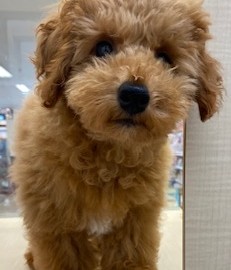 もこもこ